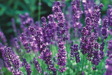 Lavender Arabian Nights.jpg
